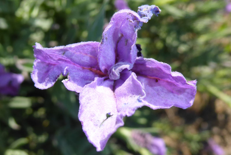 Lavandula stoechas - Lamiaceae